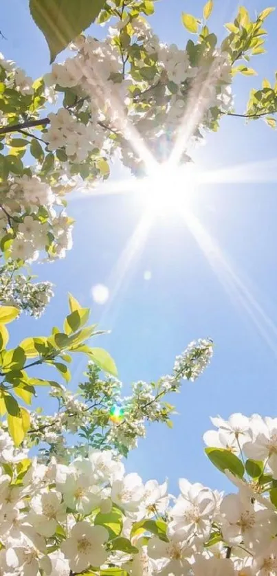 Sunlit blossoms against a blue sky background.