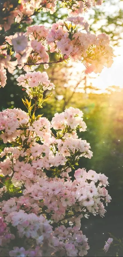 Cherry blossoms illuminated by sunlight, creating a serene natural scene.