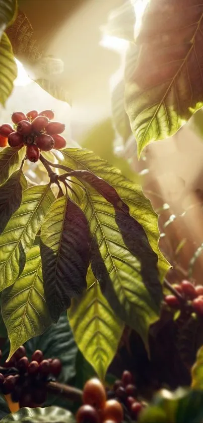 Sunlit coffee plant leaves with rich red cherries.