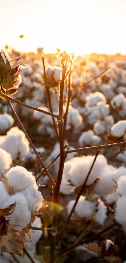 Sunset view of a cotton field with a golden glow and soft textures.