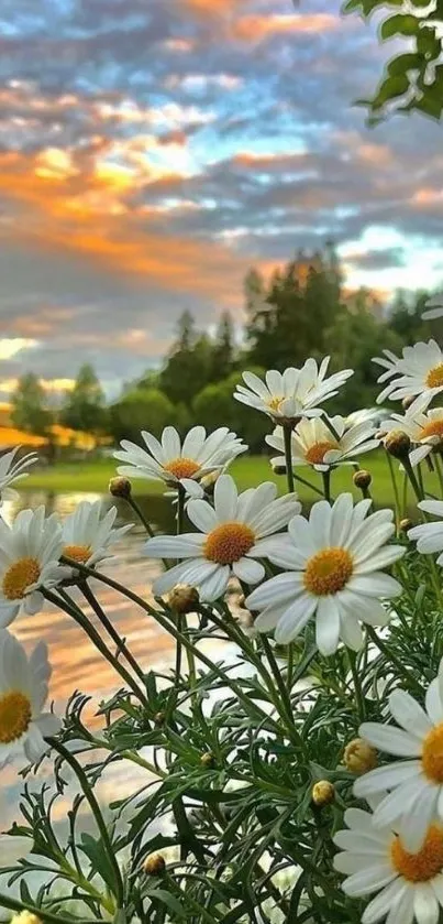 Sunlit daisies by a tranquil lake during sunset with vibrant skies and serene water.