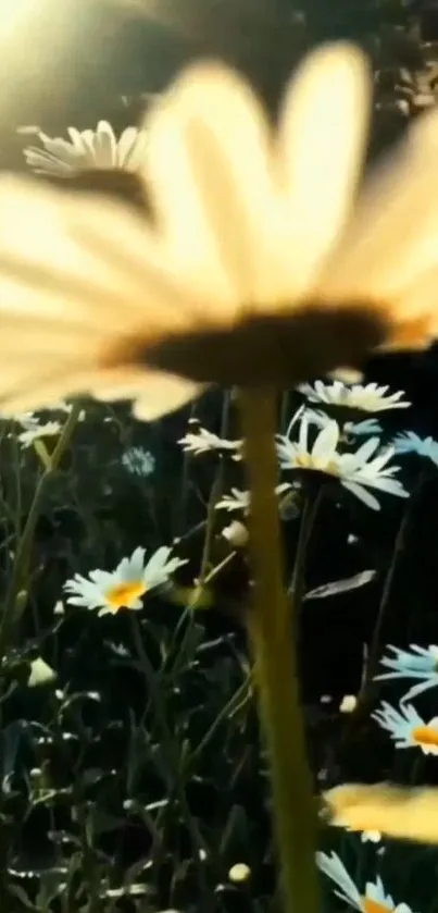 Sunlit daisies with green background, perfect for a serene mobile wallpaper.