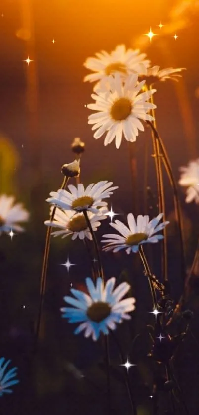 Daisy field with a vibrant sunset glow in the background.