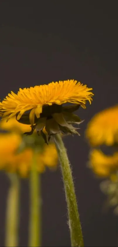 Close-up of vibrant yellow dandelions with a soft, dark background.