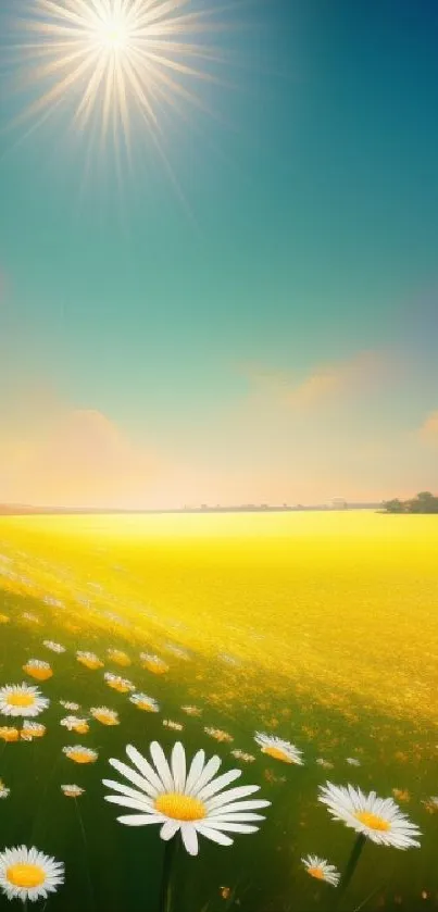 Sunlit field of daisies under a blue sky in a vibrant mobile wallpaper.