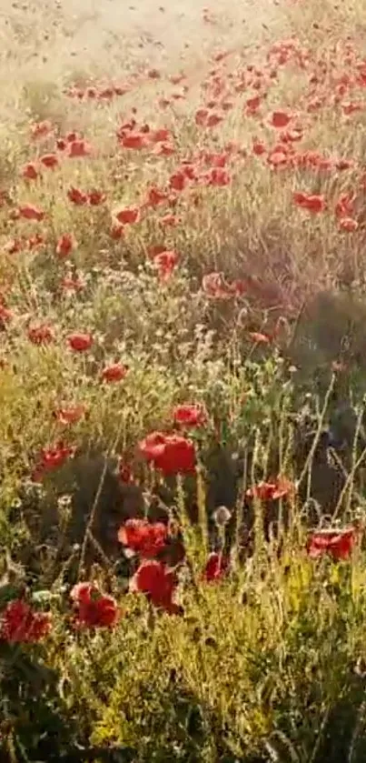 A beautiful sunlit field with vibrant red poppies.