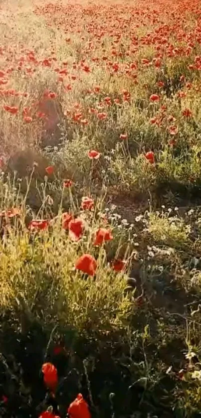 Sunlit field with red poppies and greenery, creating a serene landscape.