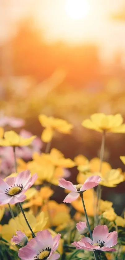 Sunlit flowers with yellow and pink petals in a warm field.