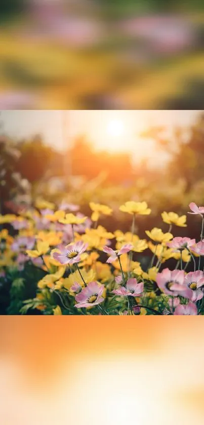 Sunlit flowers with pink and yellow petals under an orange sunset.