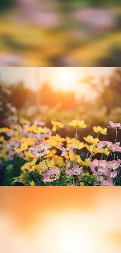 Sunlit field of pink and yellow flowers in a serene setting.