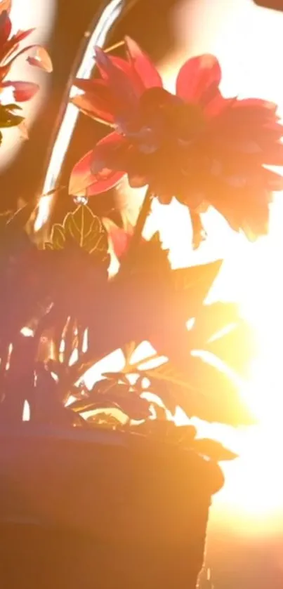 Sunlit flower with golden backlight in vibrant nature scene.