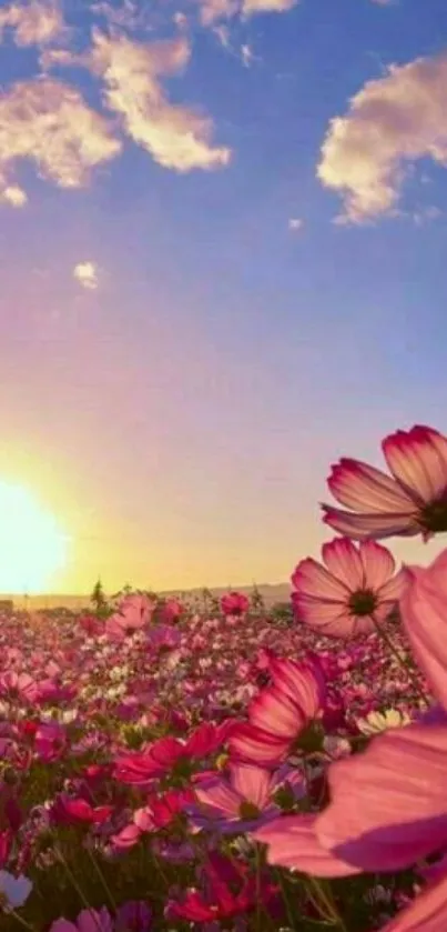 Sunset over pink flowers in a field with blue sky.