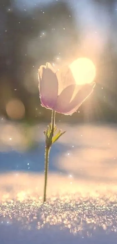 A lone flower in snow, glowing with sunlight.