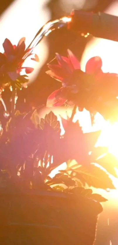 Sunlit flower being watered with a soft glow.