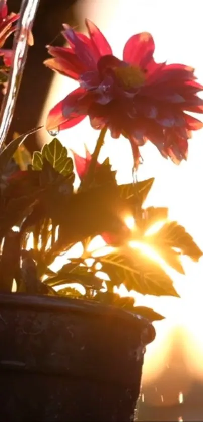 Sunlit flowers in a pot with glowing sunlight and vibrant colors.