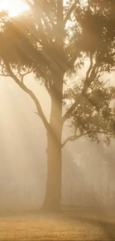 Serene mobile wallpaper with sunlit tree and foggy backdrop for nature lovers.