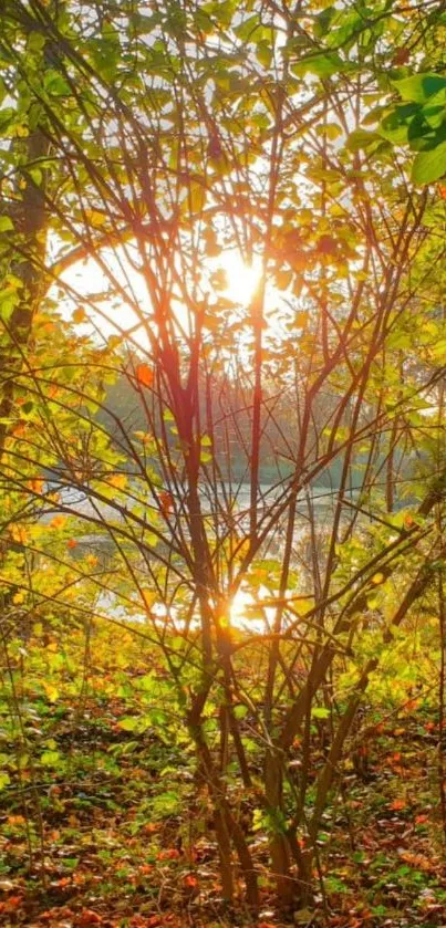 Sunlit autumn forest with vibrant leaves.