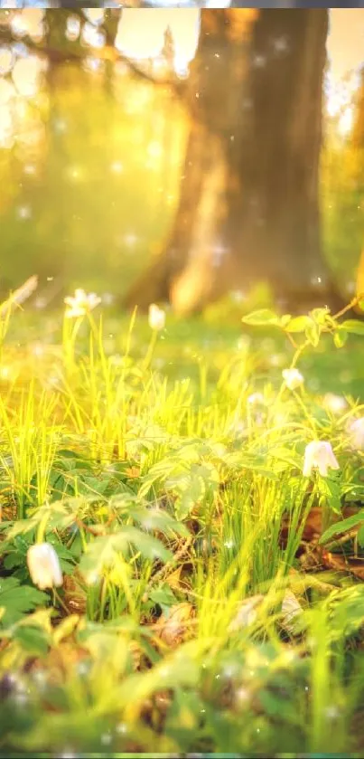 Sunlit forest with wildflowers and lush green grass.