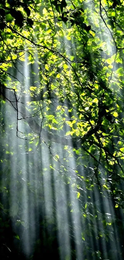 Sunlit forest canopy with light rays through green leaves wallpaper.