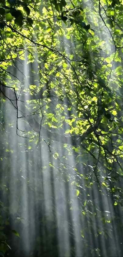 Sunlight filtering through lush green forest canopy.