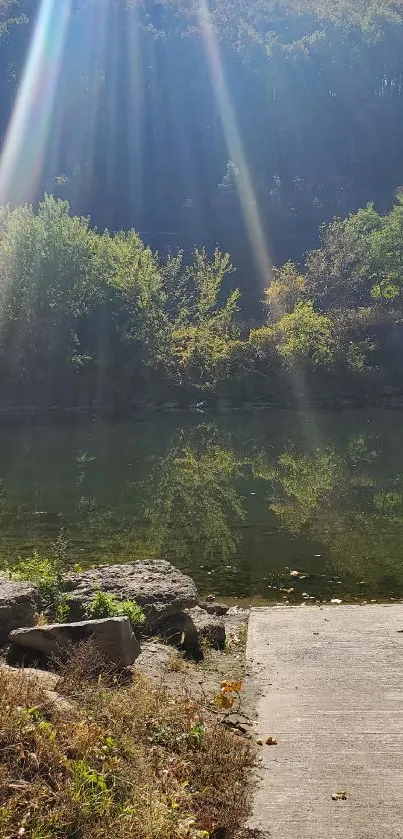 Sunlit forest creek with greenery and beams of light.