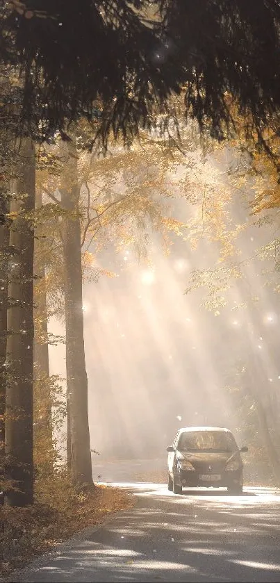 A car drives through a sunlit forest path, surrounded by golden leaves.