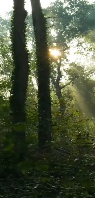 Sun rays filtering through lush green forest trees.