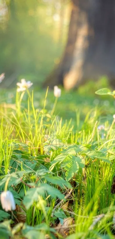 Sunlit forest floor with green leaves and flowers wallpaper.