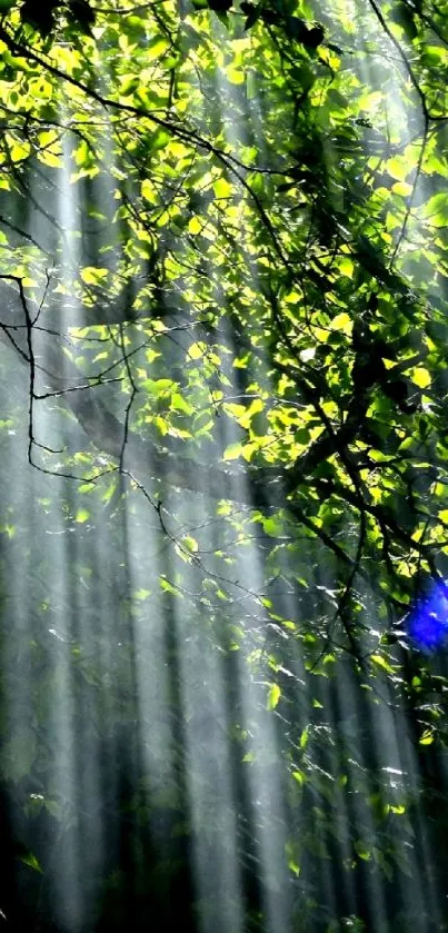 Sunlight filtering through green forest leaves creates a peaceful scene.