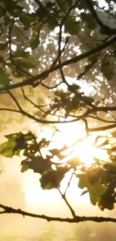 Sun shining through forest leaves, creating a peaceful and warm scene.