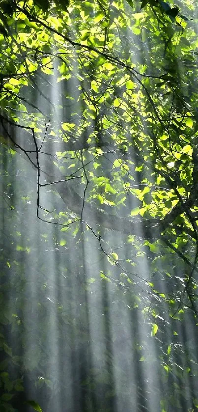 Sunlight streaming through lush green forest branches.