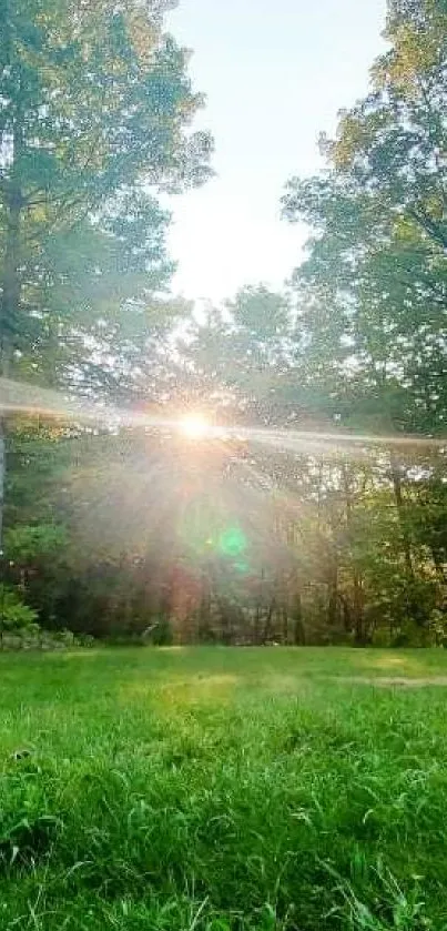 Serene forest landscape with sunlit trees and lush green grass.