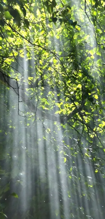 Sunlight filtering through green forest foliage creating radiant beams.