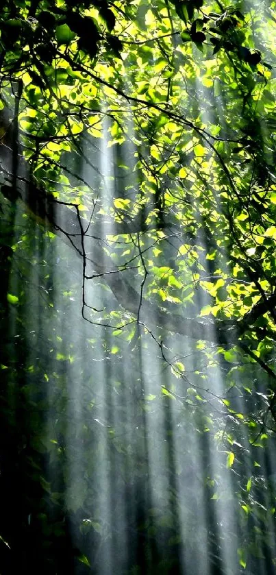 Sunlit forest leaves with light rays mobile wallpaper.