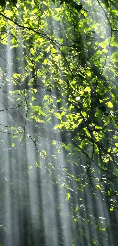 Sunlit forest with green leaves and light rays creating a serene mobile wallpaper.