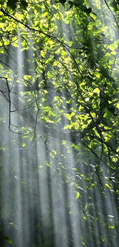 Sunlit forest leaves with rays of light creating a serene wallpaper scene.