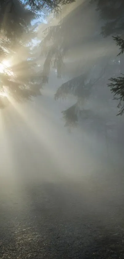 Sunlight streaming through misty forest, creating a tranquil and serene atmosphere.