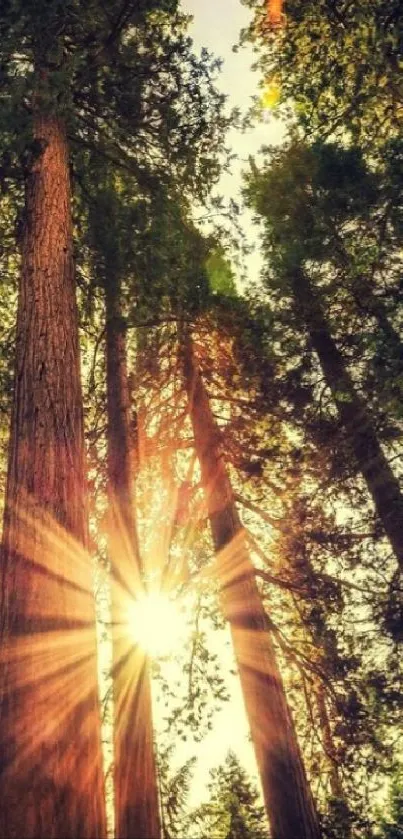 Sunlit forest with tall trees and bright sunlight filtering through the branches.