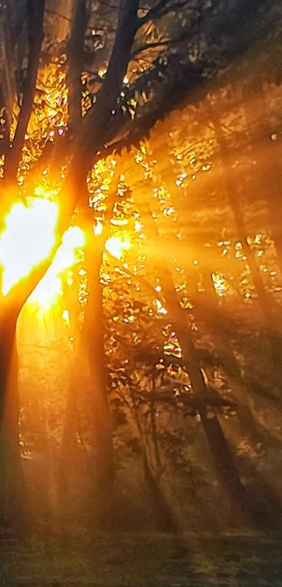 Beautiful forest with sunlight streaming through trees, creating a golden glow.