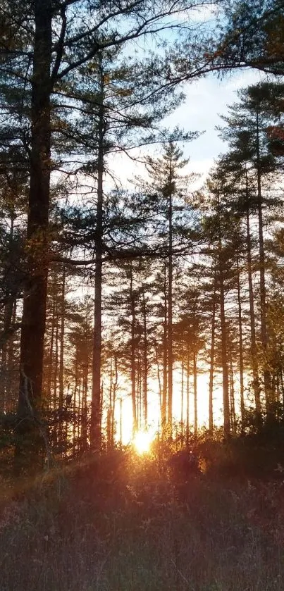 Sunlit trees in a peaceful forest.