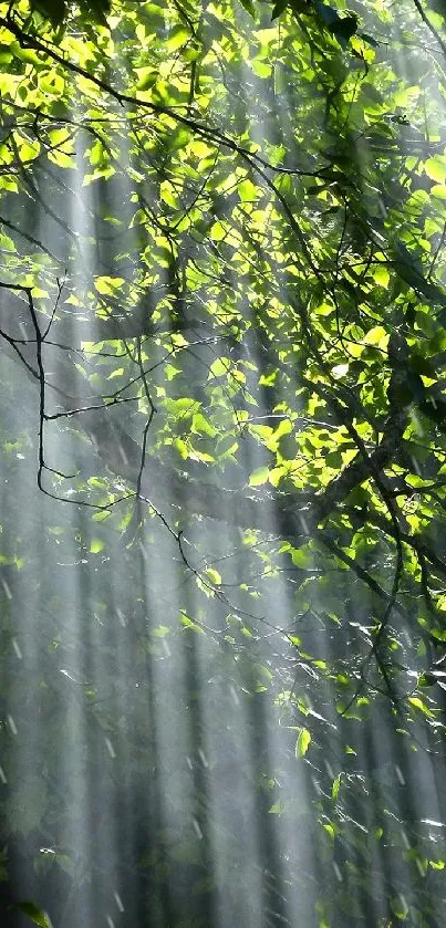 Sunlit leaves in a forest with rays of light filtering through the canopy.