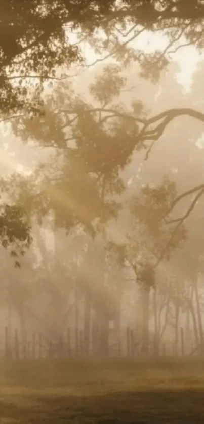 Peaceful sunlit forest with mist and trees in warm tones.