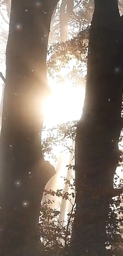 Sunlight filtering through trees in a peaceful forest scene.