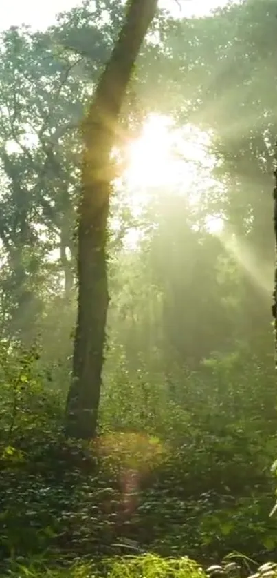 Sunlight streaming through a lush green forest, creating a peaceful nature scene.