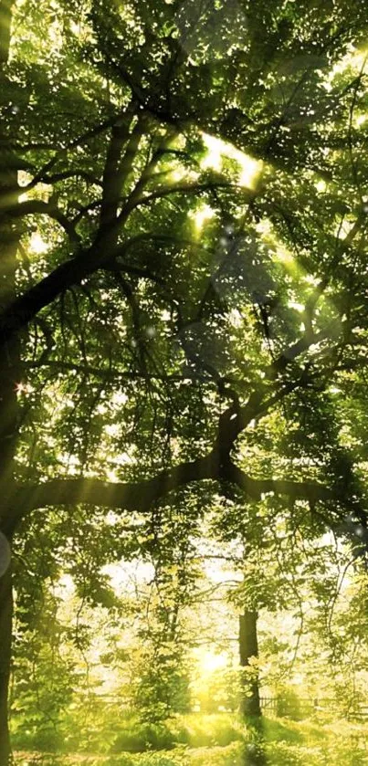 Sunlit forest with radiant green light shining through trees.