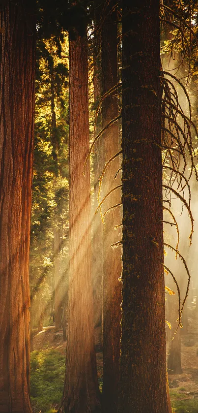 Tranquil sunlit forest with tall trees and rays of sunlight for mobile wallpaper.