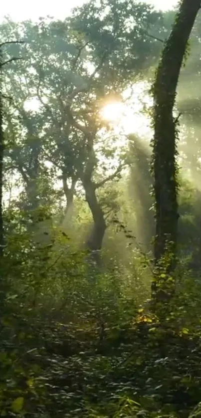 Sunlit forest path with lush greenery and streaming sunlight.