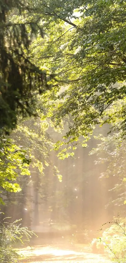 Sunlit forest path with green leaves and light rays.