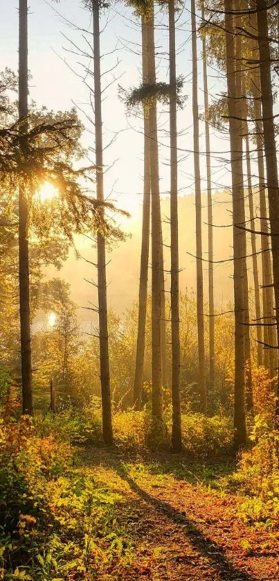 Sunlit forest path with golden sunlight filtering through tall trees.