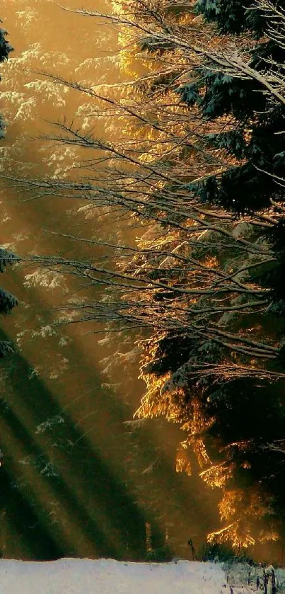 Forest path with golden sunlight filtering through trees.